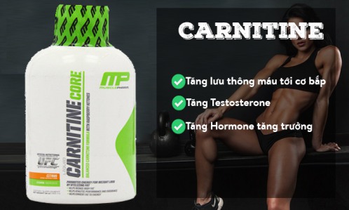 Carnitine tăng testosterone cho nam 