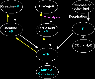 loi ich cua creatine