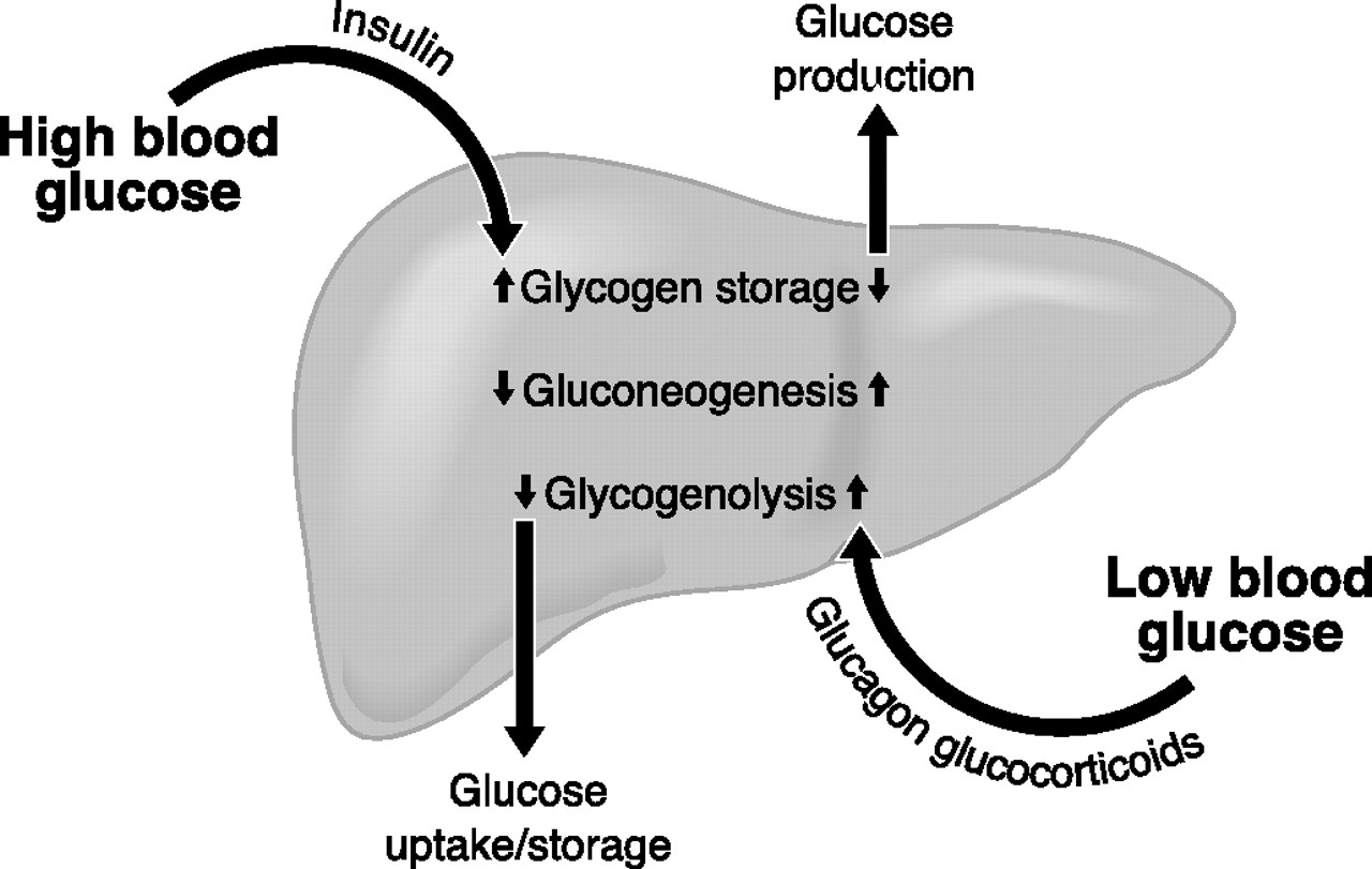  insulin là gì
