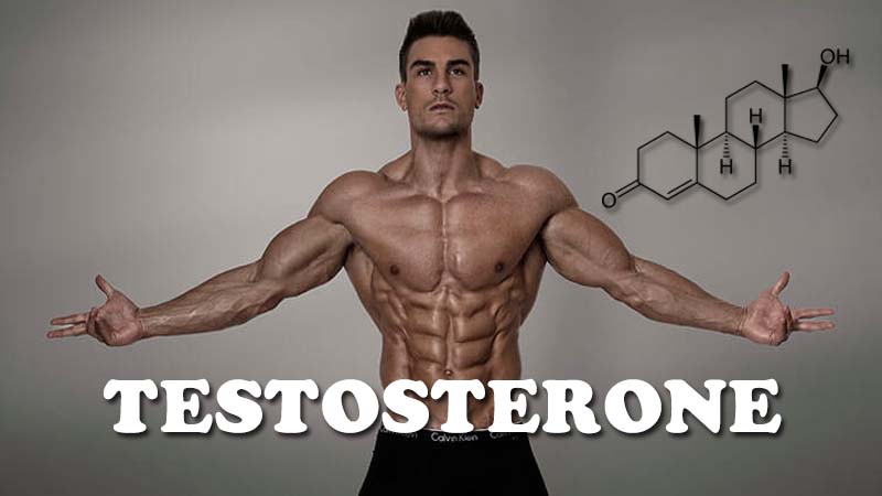 Testosterone là gì
